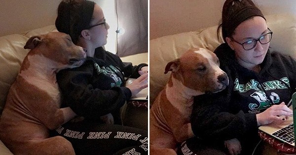 La photo de ce pitbull reconnaissant qui câline tendrement celle qui lui a sauvé la vie est en train d'émouvoir tout l'internet !