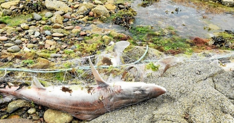 	 Des centaines de requins retrouvés morts dans un filet de pêche en Bretagne