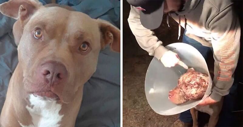 En Californie, un homme se bat avec un ours afin de sauver la vie de son chien