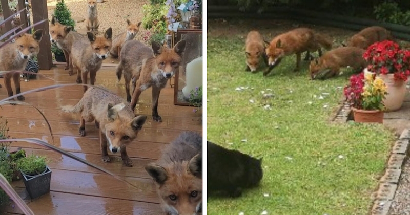 Cette femme nourrit la même famille de renards sauvages depuis 25 ans et ses vidéos vont vous faire craquer