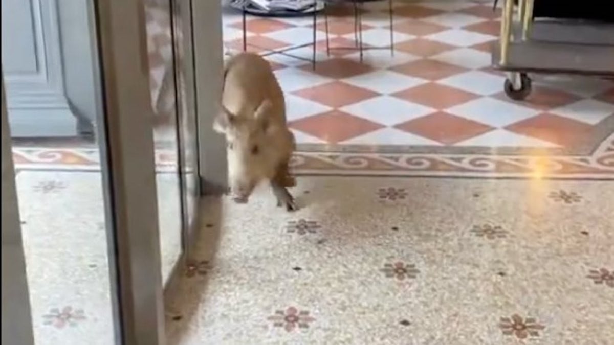 Deux sangliers apeurés fuient des chasseurs et se réfugient dans un hôtel 4 étoiles