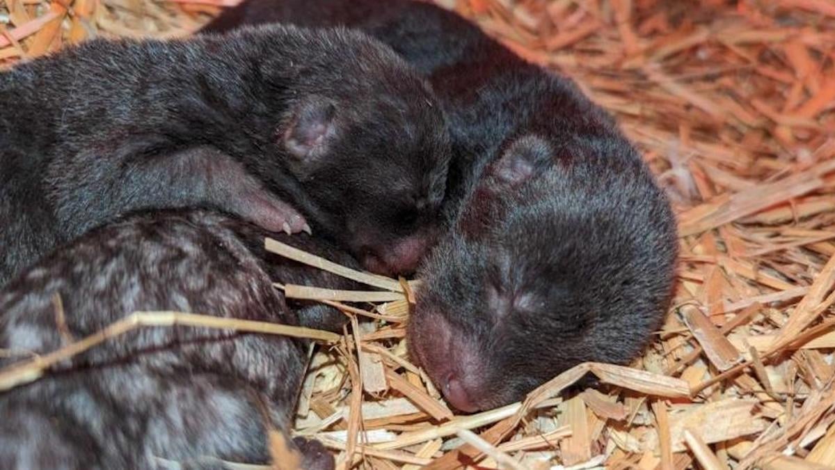 Le zoo d'Amiens a accueilli trois chiots des buissons, une bonne nouvelle pour cette espèce menacée 