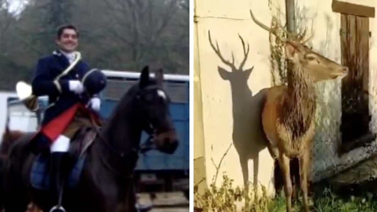 Un cerf blessé se réfugie dans son jardin, il s'interpose entre l'animal et les chasseurs, prêts à le «saigner»