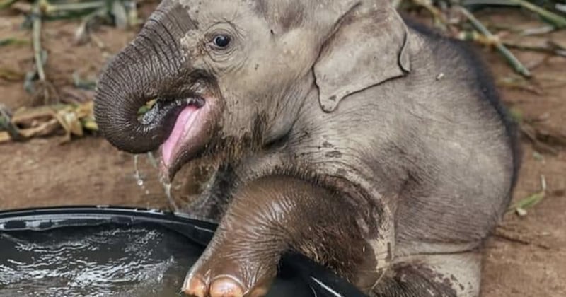 La photo de ce bébé éléphant prenant son premier bain est tout simplement adorable