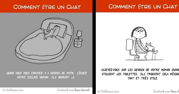 Comment être un chat ? Ce petit guide hilarant vous explique tout ce qu'il faut faire en détail !