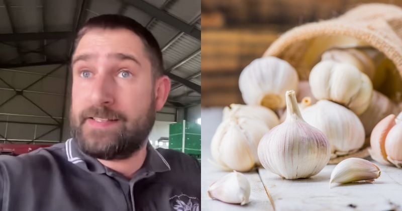 Cet agriculteur brade 10 tonnes d'ail refusées par des supermarchés pour une raison étonnante