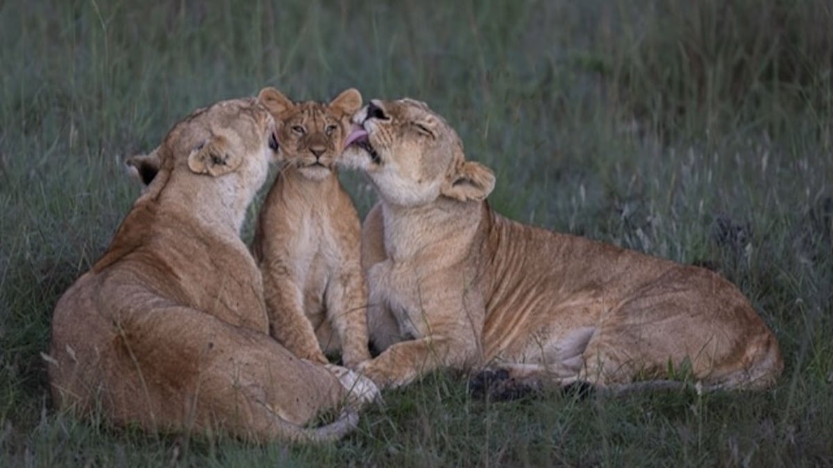 Ces 25 photos magnifiques d'animaux sauvages sont à couper le souffle et vous pouvez voter pour votre préférée
