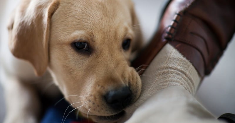 Une étude révèle que les chiens sont capables de se jouer de nous pour parvenir à leurs fins
