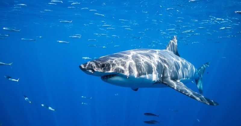 La quête d'un vaccin contre le Covid-19 pourrait menacer la survie de 500 000 requins