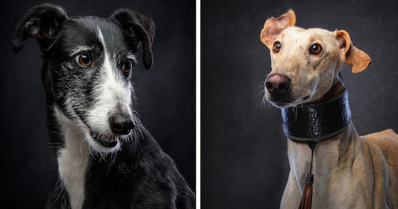 Ce photographe dépeint à travers cette série de portraits le triste sort réservé aux lévriers d'Espagne 