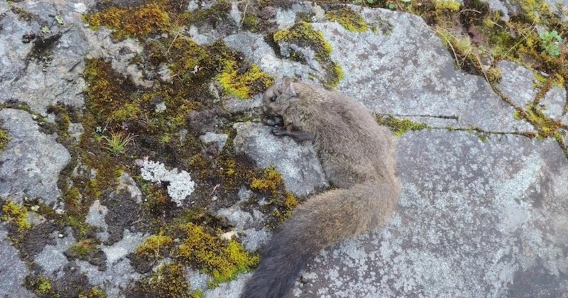 Himalaya : deux nouvelles espèces d'écureuils volants viennent d'être identifiées