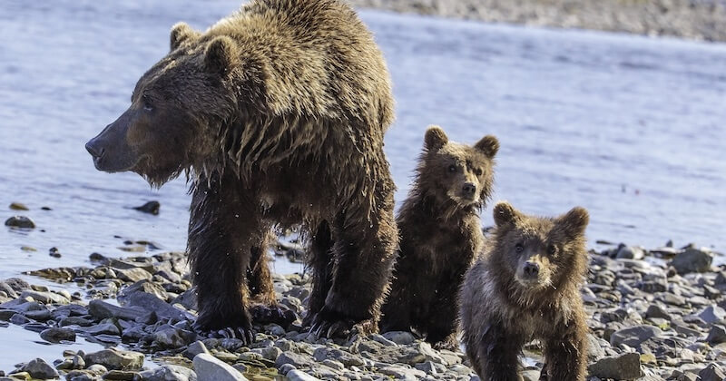 Alaska : l'administration Trump autorise officiellement la chasse des ours jusque dans leurs tanières