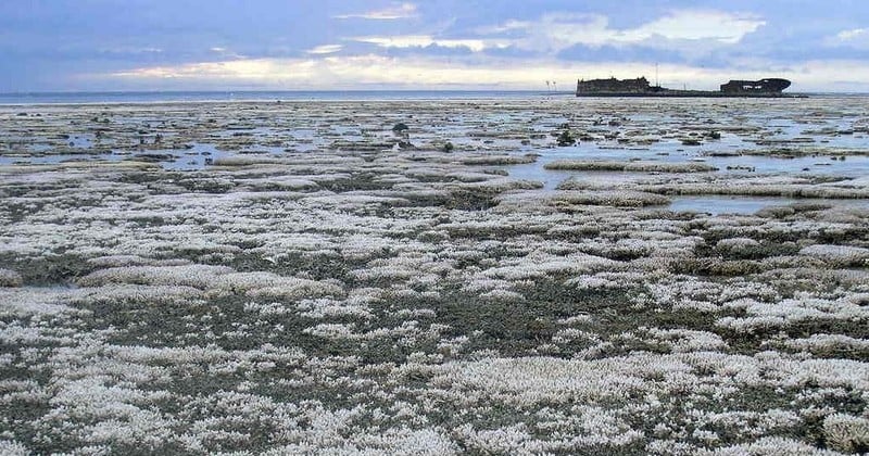 La situation de la Grande Barrière de Corail est encore plus dramatique que ce que l'on imaginait, révèle une nouvelle étude