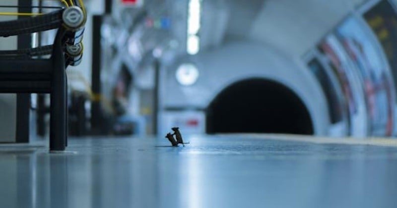 Ce cliché de deux souris qui se battent dans le métro de Londres remporte le prix du public de la meilleure photo animalière