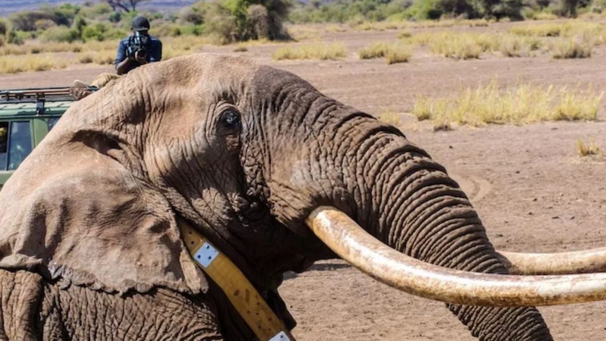 Un éléphant