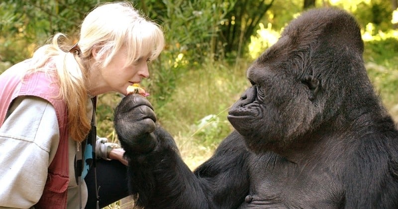 « Son empathie a ouvert l'esprit et le coeur de millions de personnes » : Koko, le célèbre gorille qui parlait la langue des signes, s'est éteint