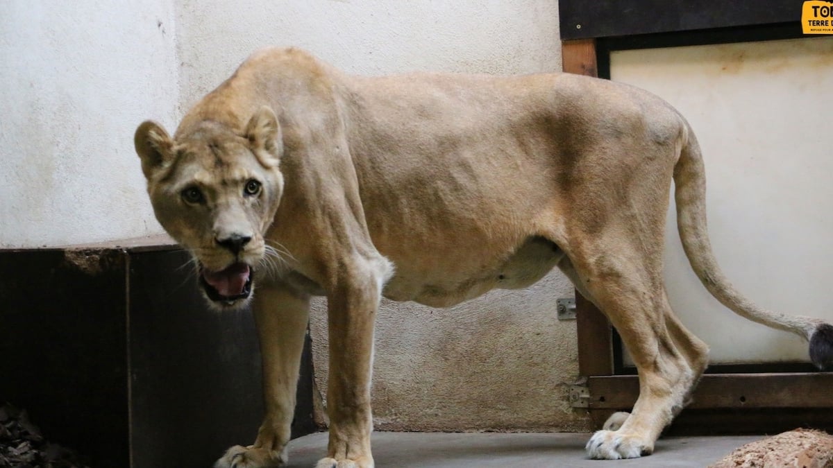 Quatre lionnes et une tigresse saisies dans un cirque, les griffes arrachées et dans un triste état