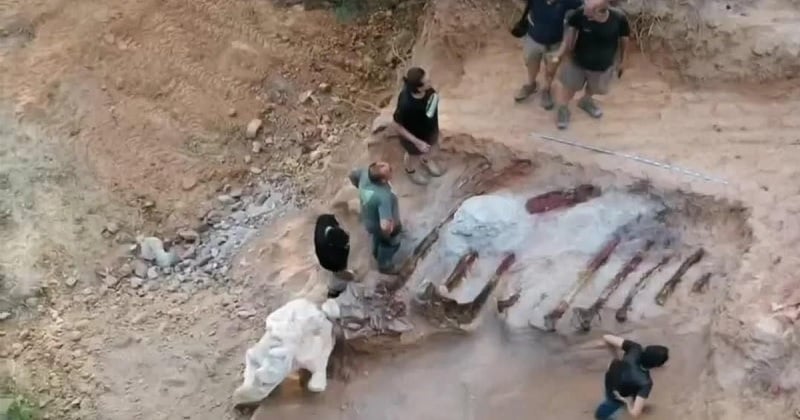 Un homme découvre un squelette du plus grand dinosaure au monde dans son jardin, une vidéo incroyable