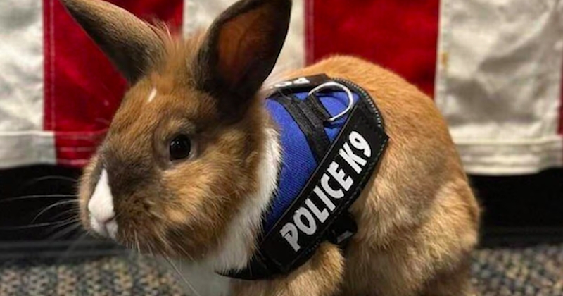 Grâce à ce lapin “agent de bien-être”, des policiers parviennent à mieux gérer leur stress