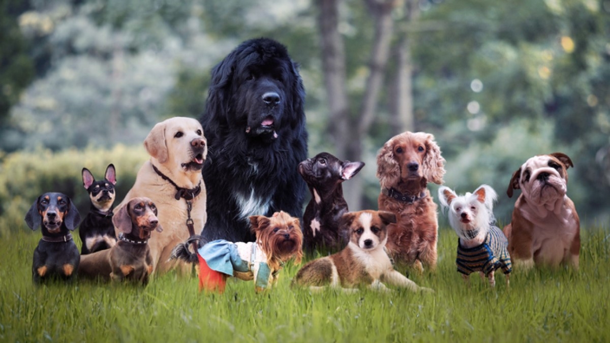 Voici la race de chiens les plus rare au monde