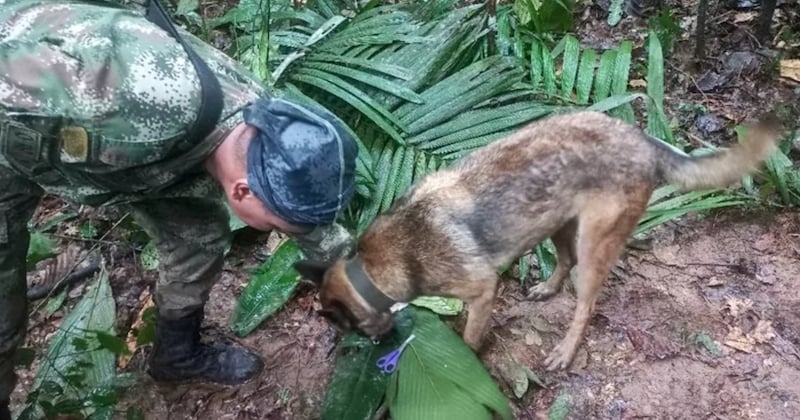 Colombie : un bébé et trois autres enfants ont été retrouvés sains et saufs après le crash de leur avion 