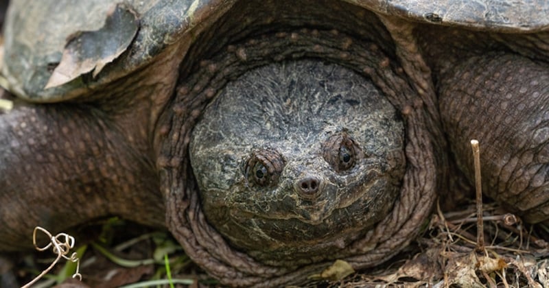 Gironde : des tortues serpentines, une espèce considérée comme dangereuse, prolifèrent dans le département 