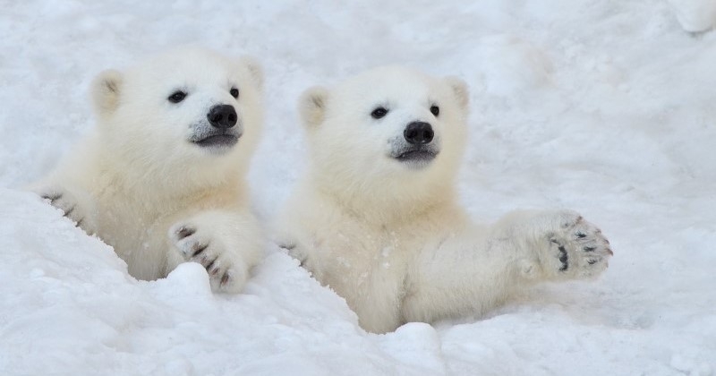 Ces deux oursons polaires, relâchés dans la nature, sont revenus auprès des habitants d'un village qui les nourrissaient