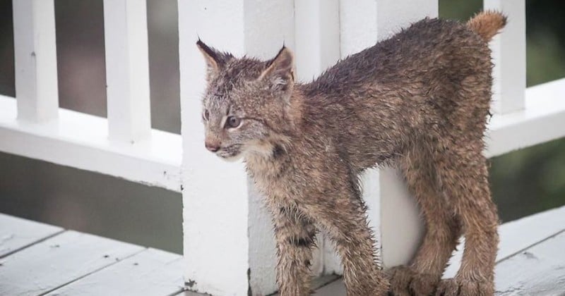En Alaska, un homme découvre une famille de lynx sur le pas de sa porte et en délivre des clichés uniques