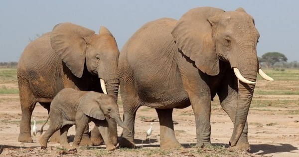 Menacés d'extinction, les éléphants d'Afrique auraient réussi à s'adapter pour éviter les braconniers !