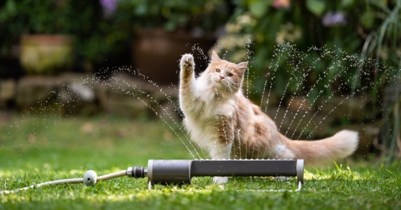 Pourquoi les chats ont-ils peur de l'eau ? 