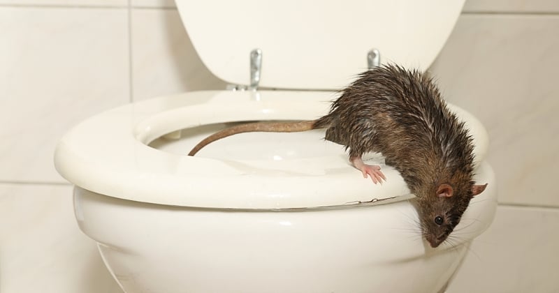 Voici comment les rats parviennent à monter par vos toilettes