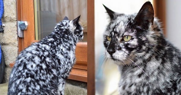 Ce magnifique chat au pelage marbré va vous faire craquer : atteint d'une anomalie rare, l'animal est également âgé... de 19 ans !