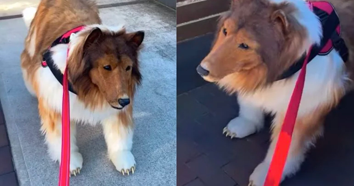 Japon : après avoir dépensé 14 000 euros pour devenir un chien, il réalise son rêve en étant promené en laisse