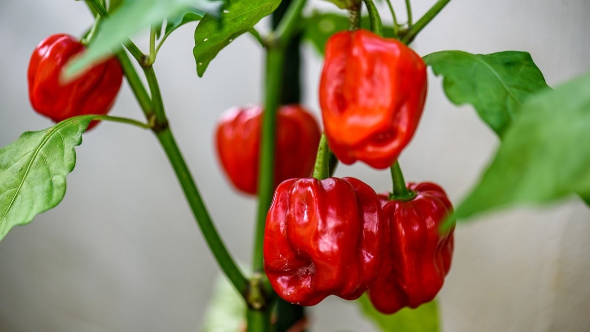 Record : il mange 50 Carolina Reapers, les piments les plus forts du monde, en moins de 7 minutes