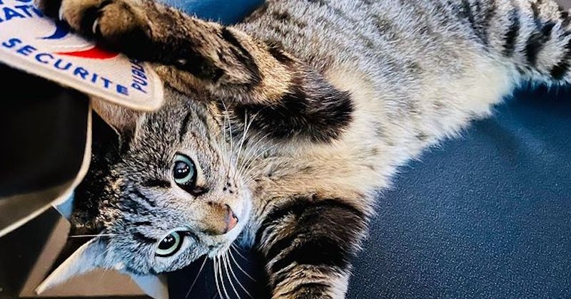 Voici 17, une adorable chatte errante qui a été adoptée par des policiers d'Albi