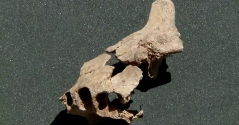 Âgé de 1,4 million d'années, voici le plus vieux fossile humain d'Europe, découvert en Espagne par des paléontologues
