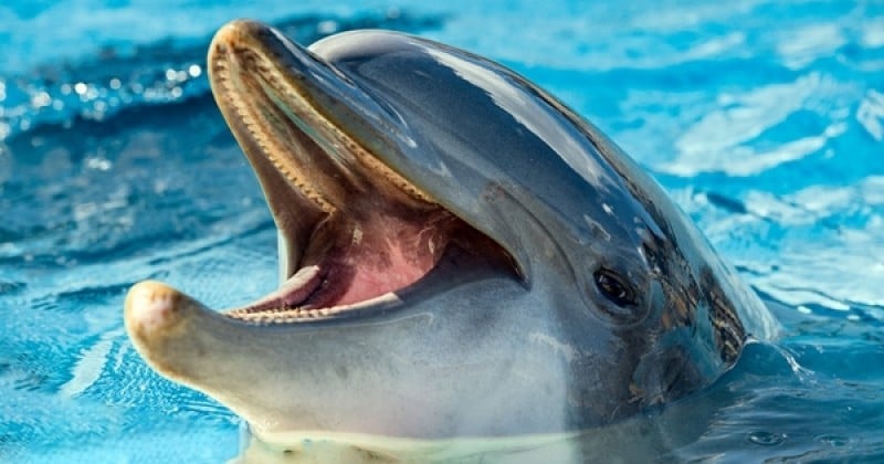 Bonne nouvelle : passée par surprise, une loi interdit à terme la captivité des dauphins et des orques en France !
