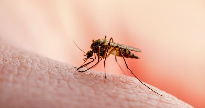 Moustiques : 10 astuces naturelles pour les éloigner 