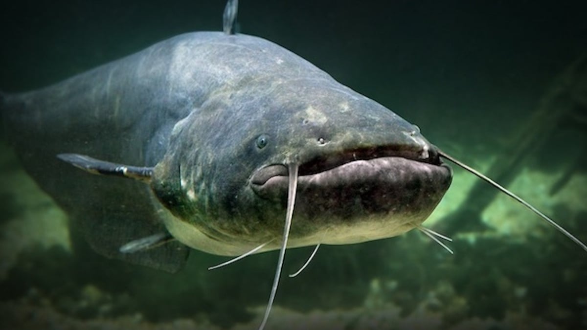 Après une heure de lutte, un pêcheur de 92 ans remonte un véritable monstre marin des eaux de la Charente