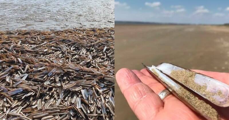 Loire-Atlantique : la plage de l'Océan à Saint-Brevin-les-Pins envahie de « couteaux », une première depuis 25 ans