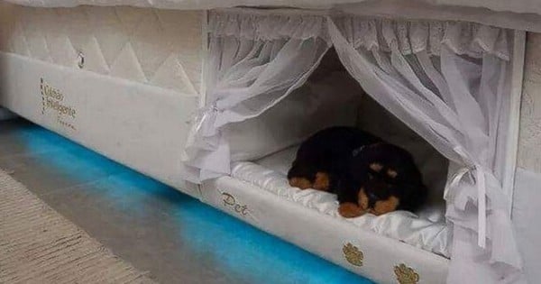 On a trouvé le moyen pour que votre chien dorme avec vous sans qu'il ne prenne toute la place ou qu'il n'envahisse le lit de poils ! 