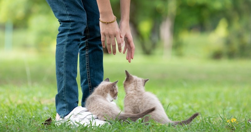 Les animaux de compagnies ne peuvent pas transmettre le virus à l'homme selon un rapport de l'ANSES