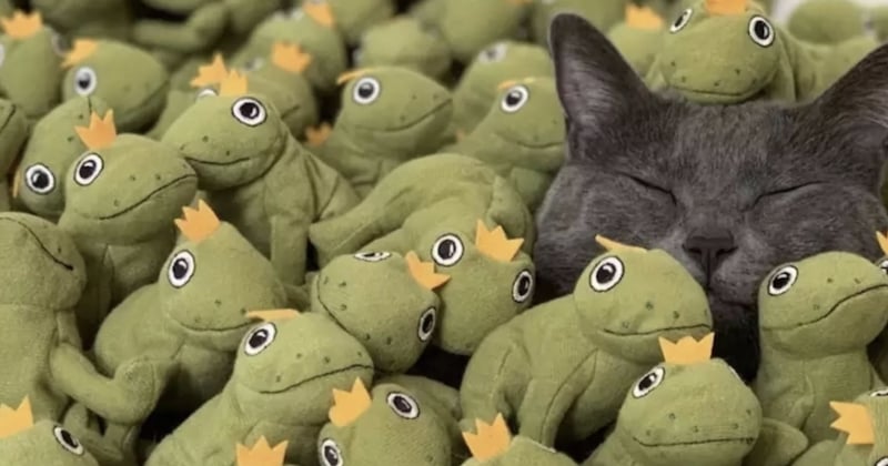 Ce chat est tellement obsédé par sa grenouille en peluche que sa famille lui offre toute la collection