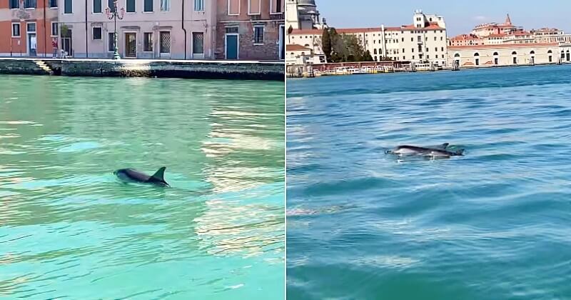 Venise : un an après le premier confinement, deux dauphins ont été observés dans les eaux calmes du Grand Canal