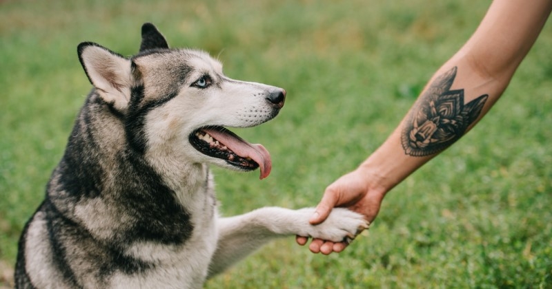 Il préfère se faire tatouer son chien que le prénom de sa femme et déclenche la colère de cette dernière