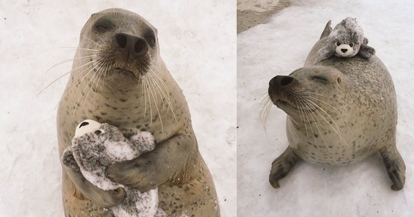 Un phoque découvre une version en peluche de lui-même... Et il ne peut plus s'arrêter de l'embrasser et de lui faire des câlins !