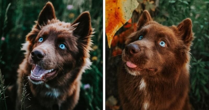 Avec ses yeux bleus perçants et sa fourrure brun chocolat, ce husky sibérien est d'une beauté sublime
