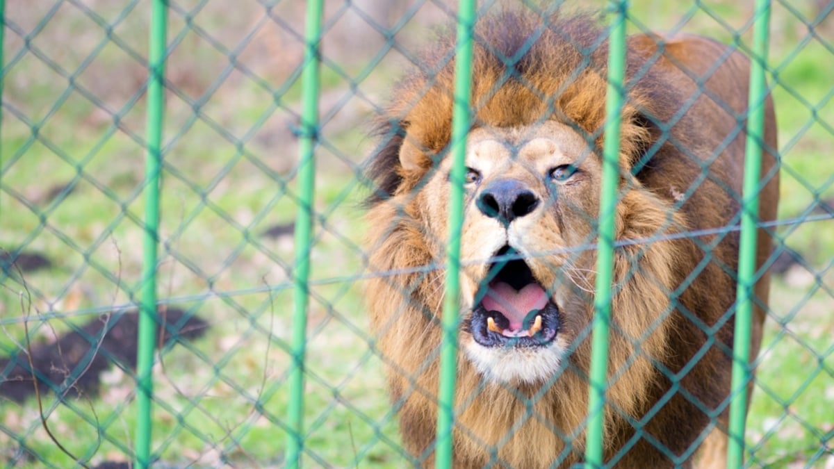 Un homme dévoré vivant par un lion après avoir pénétré dans son enclos pour prendre un selfie avec lui