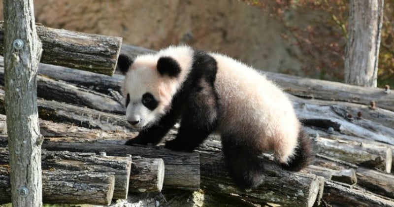 Le bébé panda du zoo de Beauval plus populaire que le Mont-Saint-Michel ou le château de Chambord