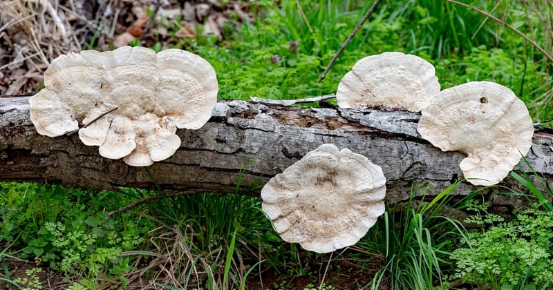 Selon la science, les champignons de type fungi absorberaient bien plus de carbone qu'on ne le pensait